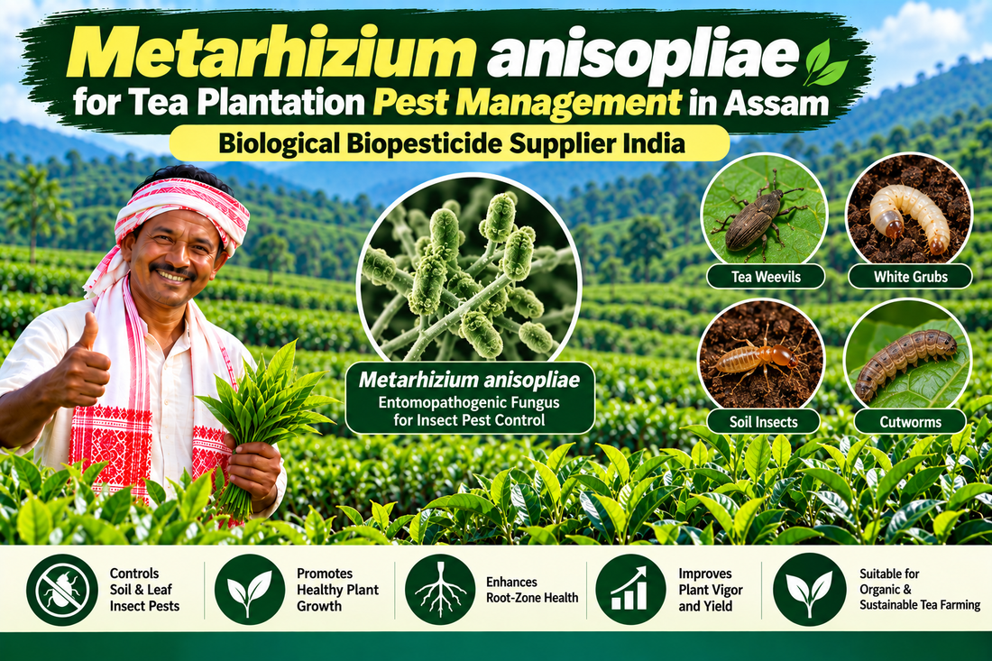 Metarhizium anisopliae for Tea Plantation Pest Management in Assam | Biological Biopesticide Supplier India