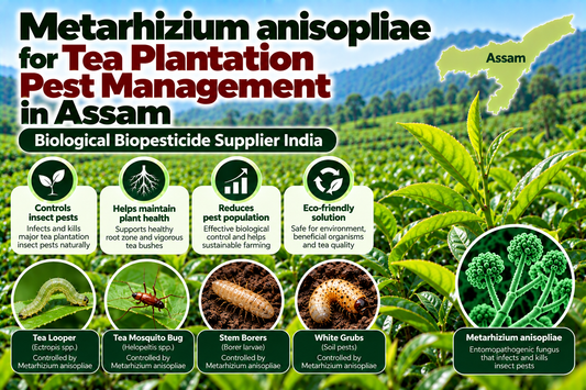 Metarhizium anisopliae for Tea Plantation Pest Management in Assam | Biological Biopesticide Supplier India