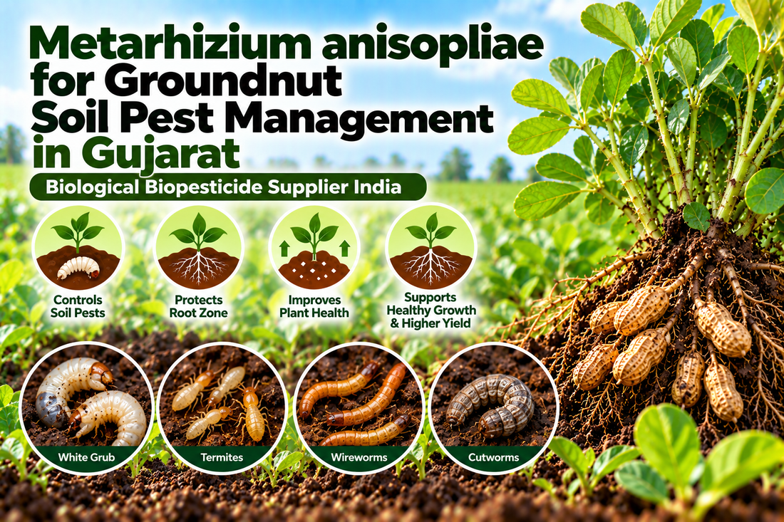 Metarhizium anisopliae for Groundnut Soil Pest Management in Gujarat | Biological Biopesticide Supplier India