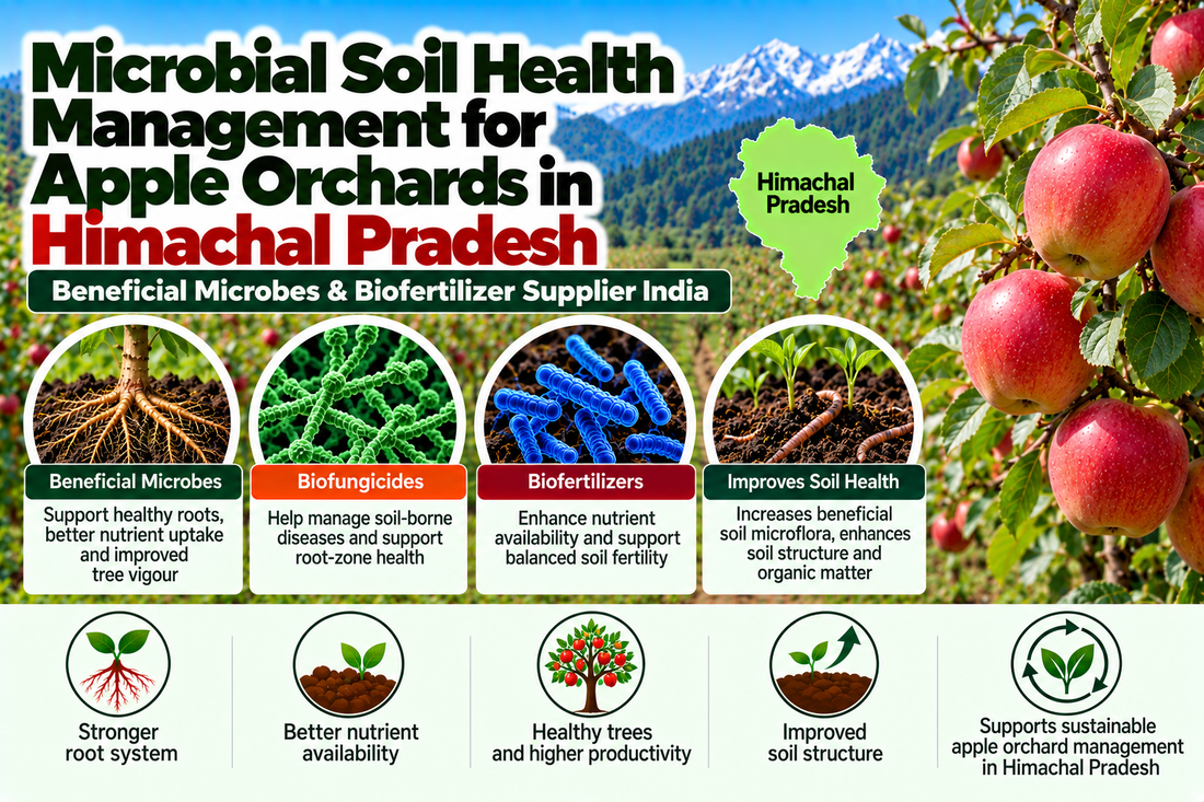 Microbial Soil Health Management for Apple Orchards in Himachal Pradesh | Beneficial Microbes & Biofertilizer Supplier India