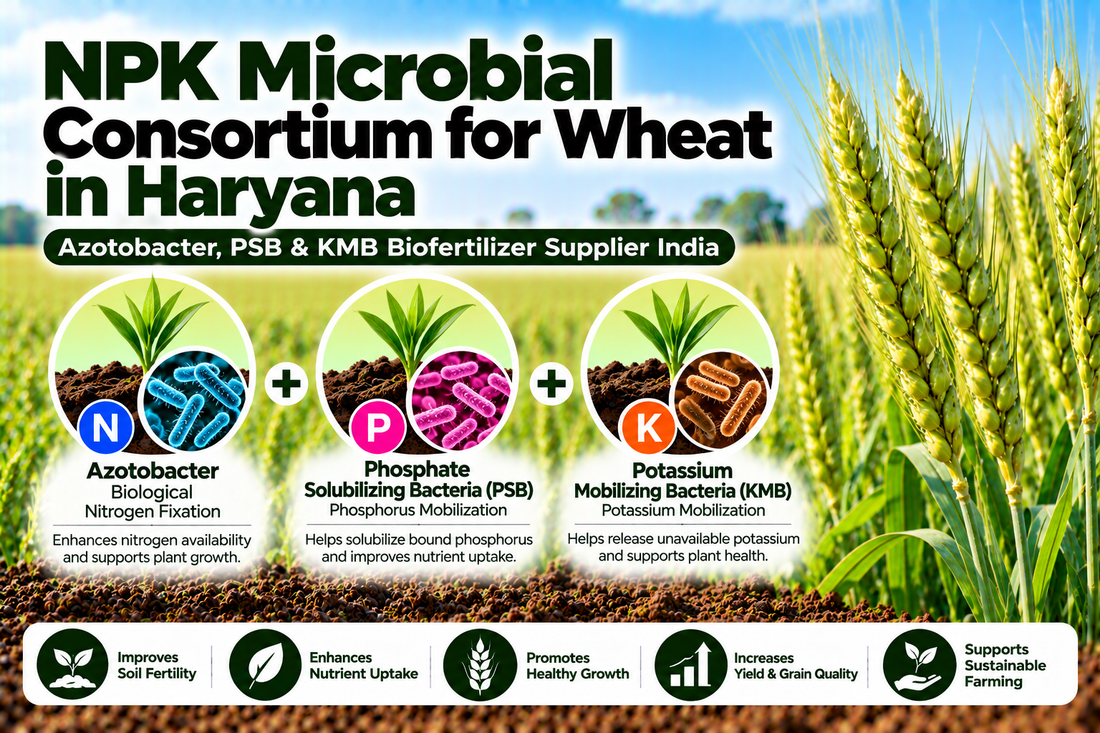 NPK Microbial Consortium for Wheat in Haryana | Azotobacter, PSB & KMB Biofertilizer Supplier India