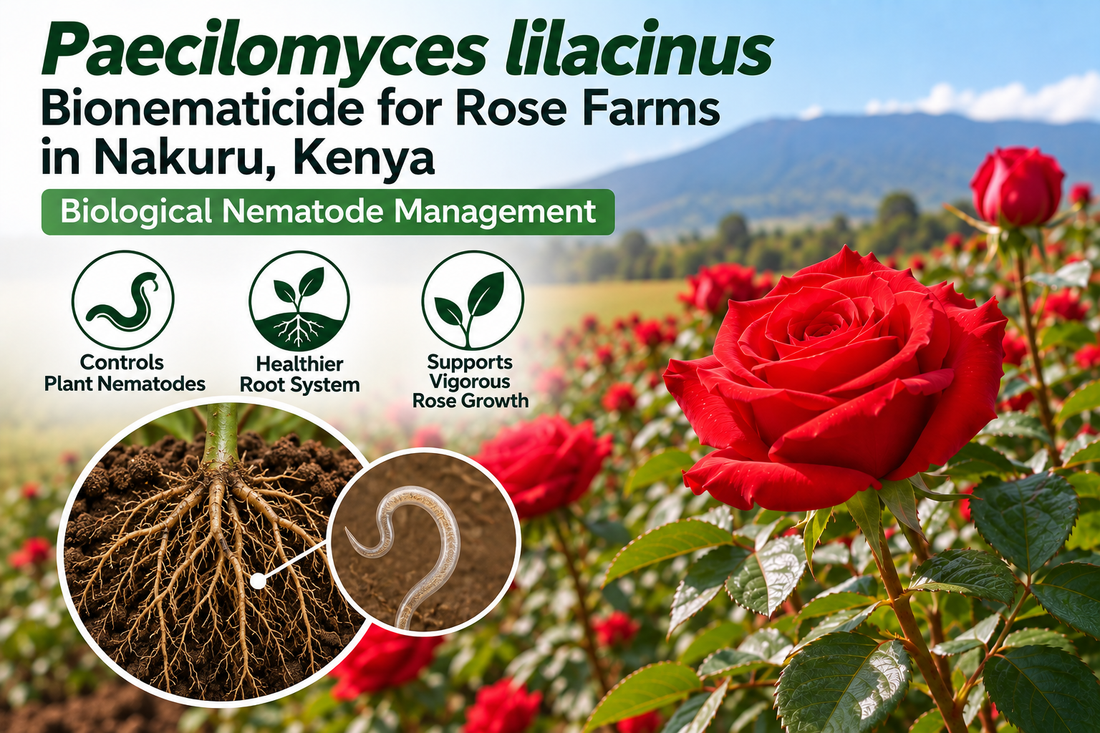 Paecilomyces lilacinus Bionematicide for Rose Farms in Nakuru, Kenya | Biological Nematode Management | Peak Laboratories India