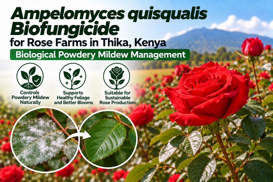 Ampelomyces quisqualis Biofungicide for Rose Farms in Thika, Kenya | Biological Powdery Mildew Management | Peak Laboratories India