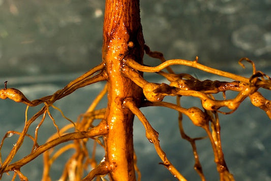 Nematode problem in crops and Biological control