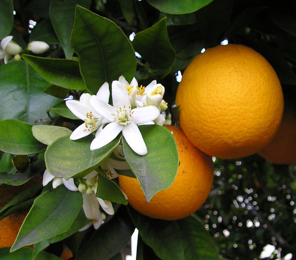 How Streptomyces Lydicus Works in Citrus