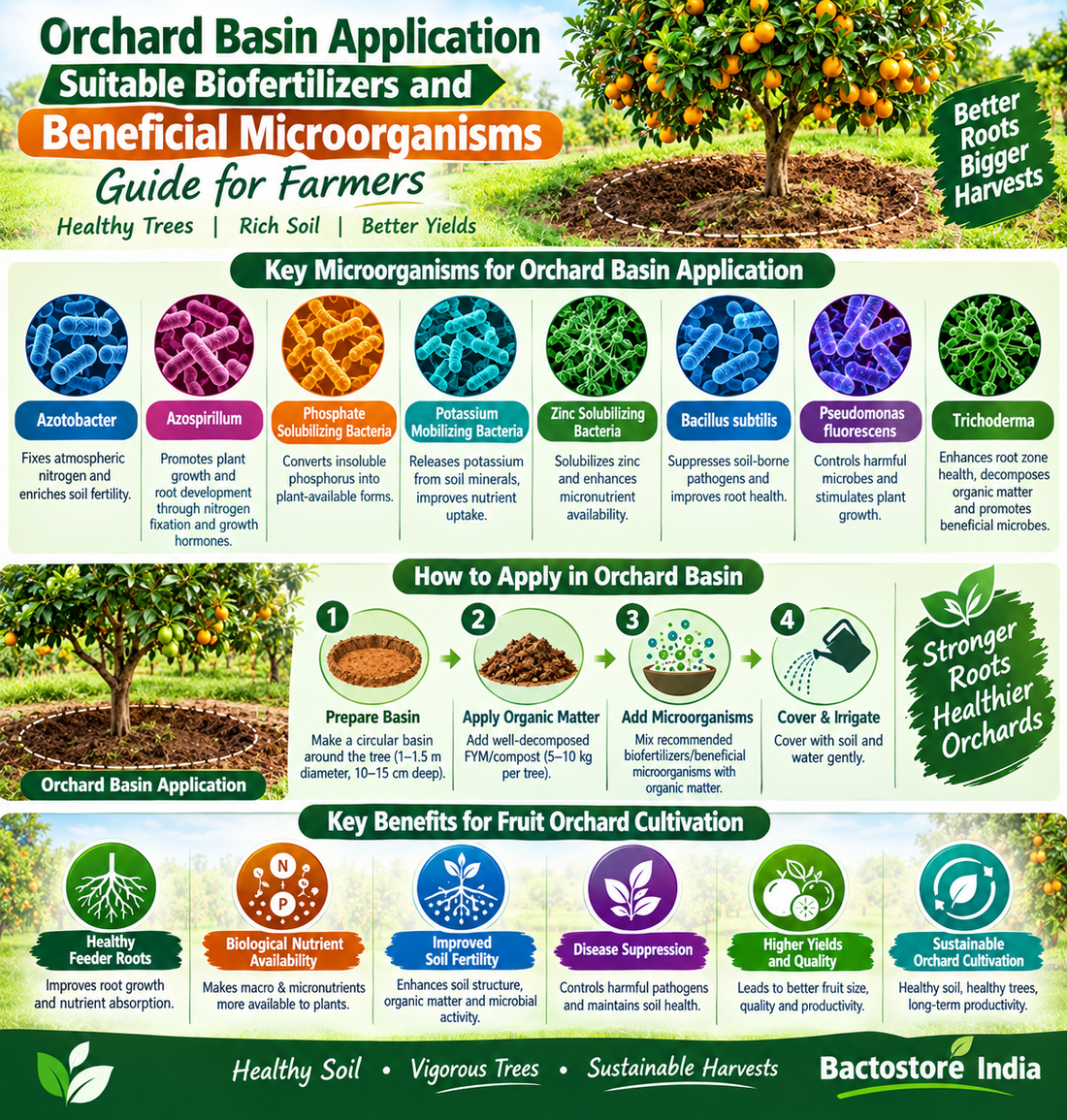Orchard Basin Application Suitable Biofertilizers and Beneficial Microorganisms Guide for Farmers | Azotobacter, Azospirillum, Phosphate Solubilizing Bacteria, Potassium Mobilizing Bacteria, Zinc Solubilizing Bacteria, Bacillus subtilis