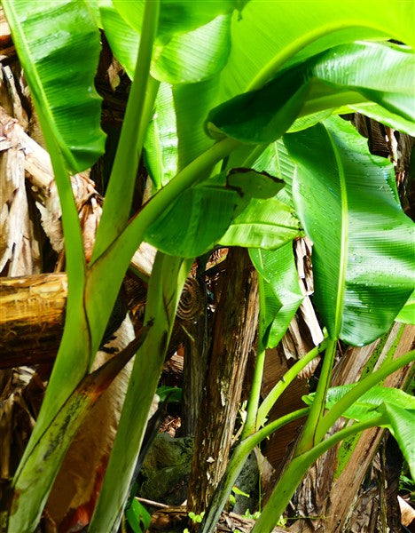 Streptomyces Lydicus for Healthy Banana Root System