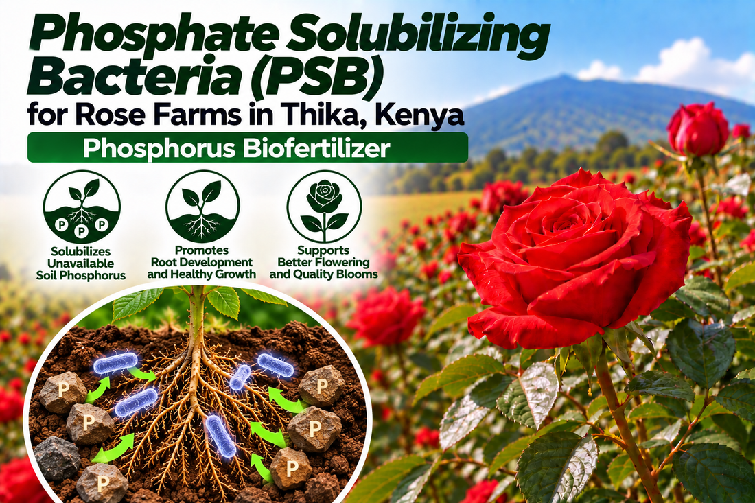 Phosphate Solubilizing Bacteria (PSB) for Rose Farms in Thika, Kenya | Phosphorus Biofertilizer | Peak Laboratories India