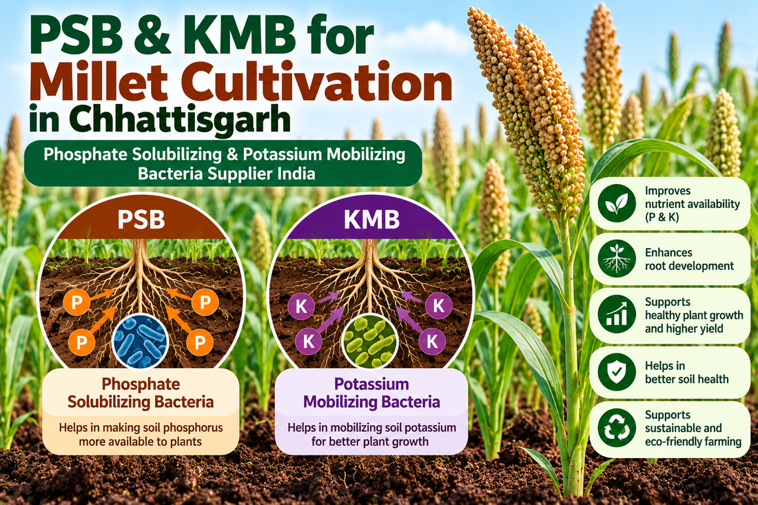 PSB & KMB for Millet Cultivation in Chhattisgarh | Phosphate Solubilizing & Potassium Mobilizing Bacteria Supplier India