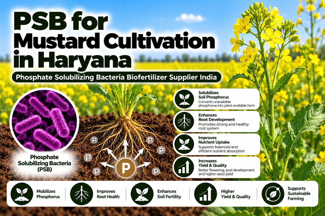 PSB for Mustard Cultivation in Haryana | Phosphate Solubilizing Bacteria Biofertilizer Supplier India