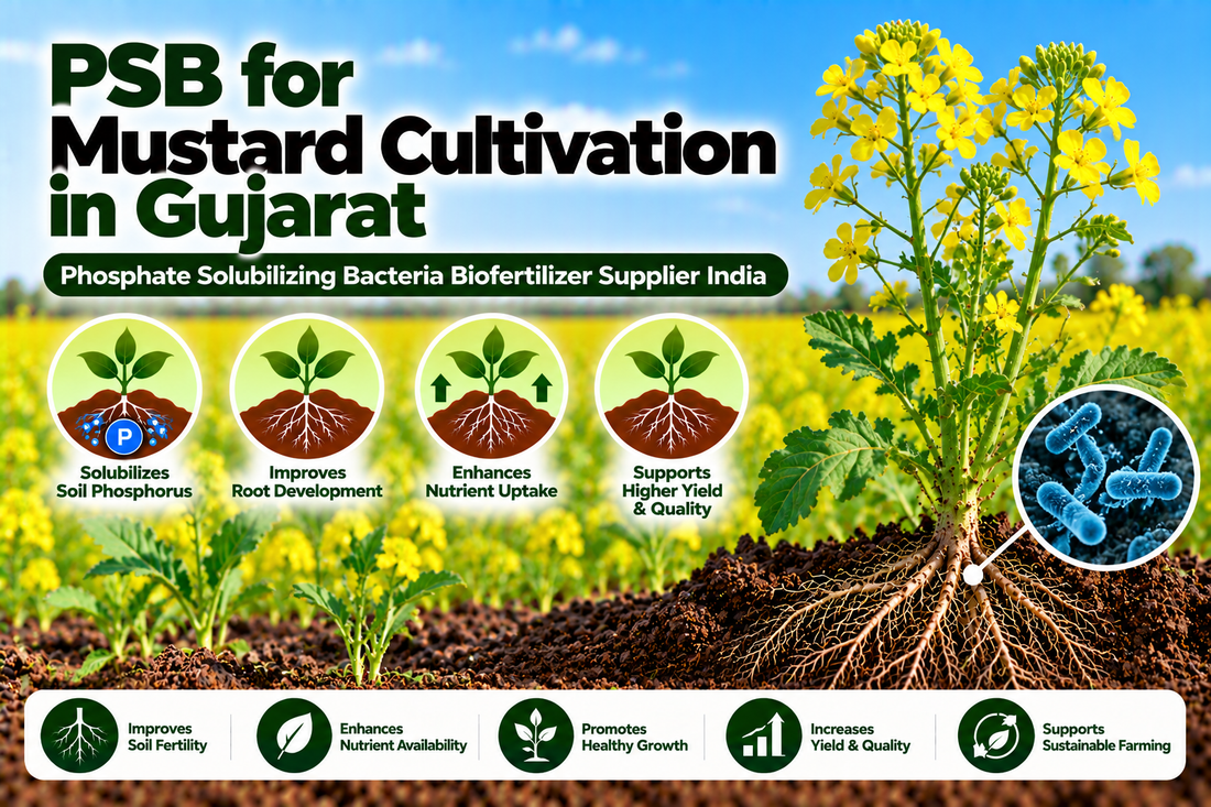 PSB for Mustard Cultivation in Gujarat | Phosphate Solubilizing Bacteria Biofertilizer Supplier India