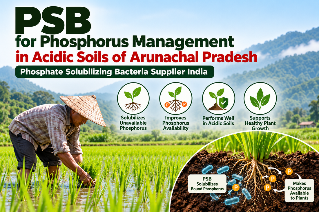 PSB for Phosphorus Management in Acidic Soils of Arunachal Pradesh | Phosphate Solubilizing Bacteria Supplier India
