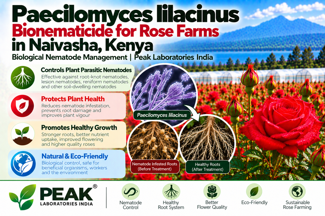 Paecilomyces lilacinus Bionematicide for Rose Farms in Naivasha, Kenya | Biological Nematode Management | Peak Laboratories India
