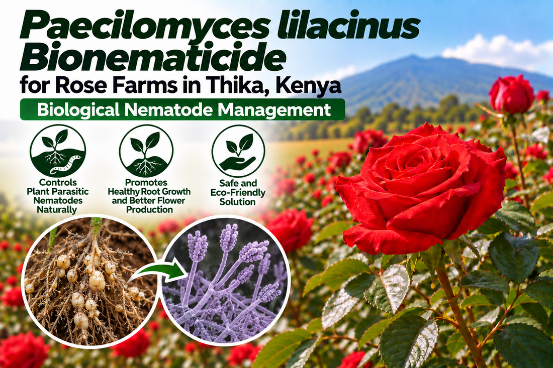 Paecilomyces lilacinus Bionematicide for Rose Farms in Thika, Kenya | Biological Nematode Management | Peak Laboratories India