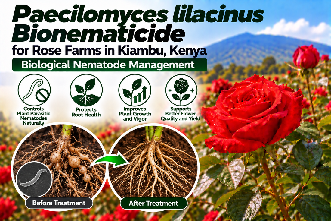Paecilomyces lilacinus Bionematicide for Rose Farms in Kiambu, Kenya | Biological Nematode Management | Peak Laboratories India