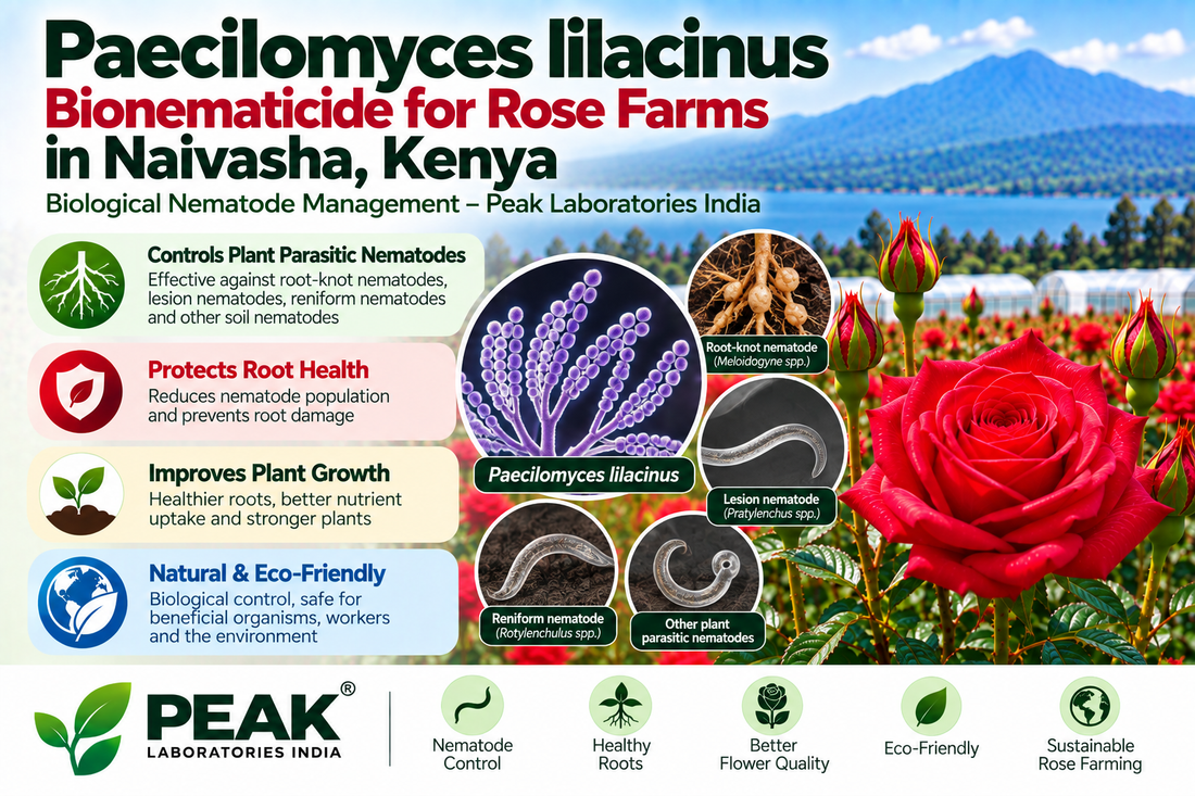 Paecilomyces lilacinus Bionematicide for Rose Farms in Naivasha, Kenya | Biological Nematode Management – Peak Laboratories India