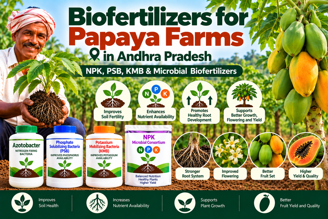 Biofertilizers for Papaya Farms in Andhra Pradesh | NPK, PSB, KMB & Microbial Biofertilizer Supplier India