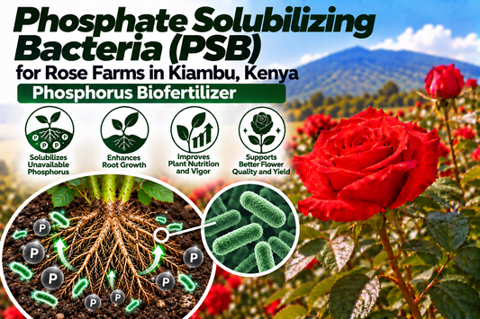 Phosphate Solubilizing Bacteria (PSB) for Rose Farms in Kiambu, Kenya | Phosphorus Biofertilizer | Peak Laboratories India