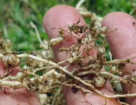 Biological Control Agents for Root-Knot Nematodes