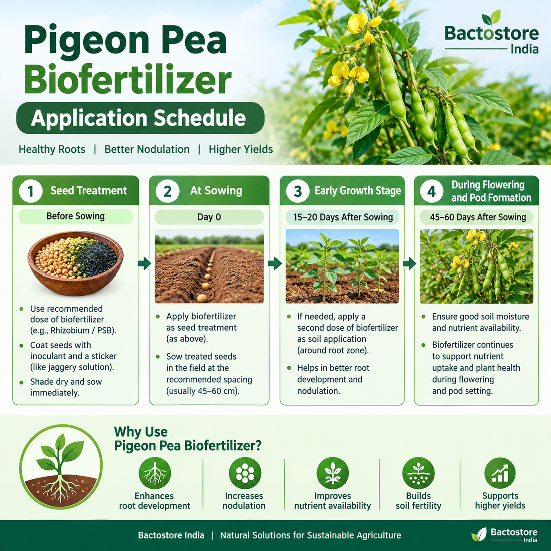 Pigeon Pea Biofertilizer Application Schedule | Bactostore India
