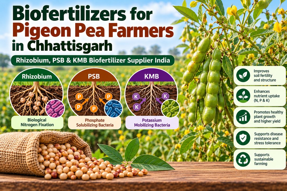 Biofertilizers for Pigeon Pea Farmers in Chhattisgarh | Rhizobium, PSB & KMB Supplier India