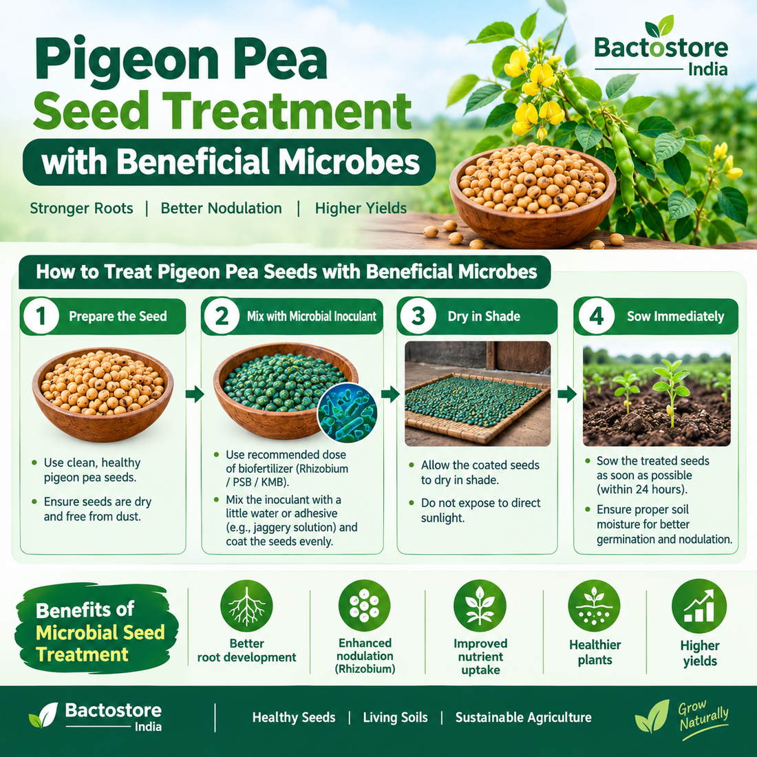 Pigeon Pea Seed Treatment with Beneficial Microbes | Bactostore India