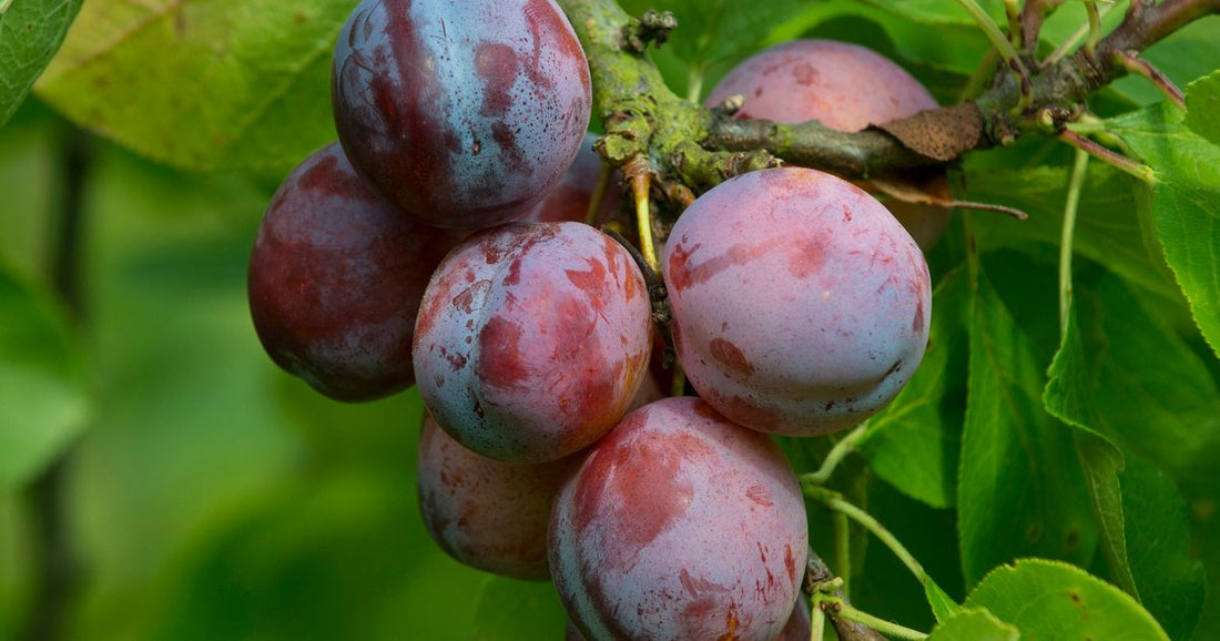 Trichoderma Pseudomonas Bacillus for Plum