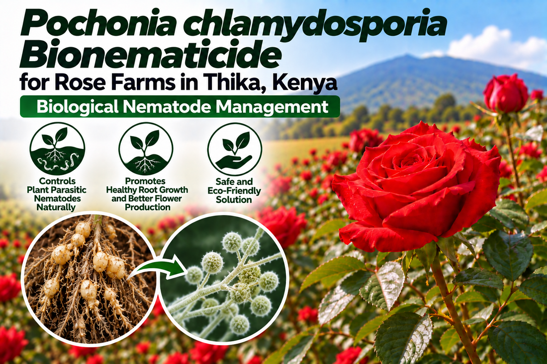 Pochonia chlamydosporia Bionematicide for Rose Farms in Thika, Kenya | Biological Nematode Management | Peak Laboratories India