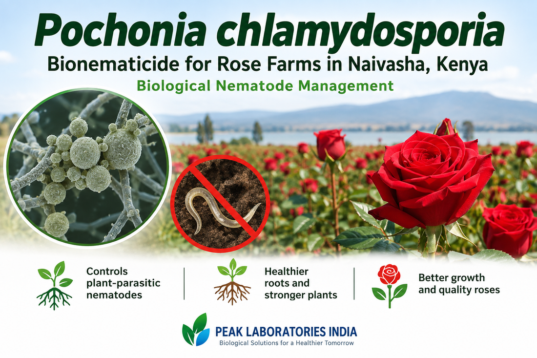 Pochonia chlamydosporia Bionematicide for Rose Farms in Naivasha, Kenya | Biological Nematode Management | Peak Laboratories India
