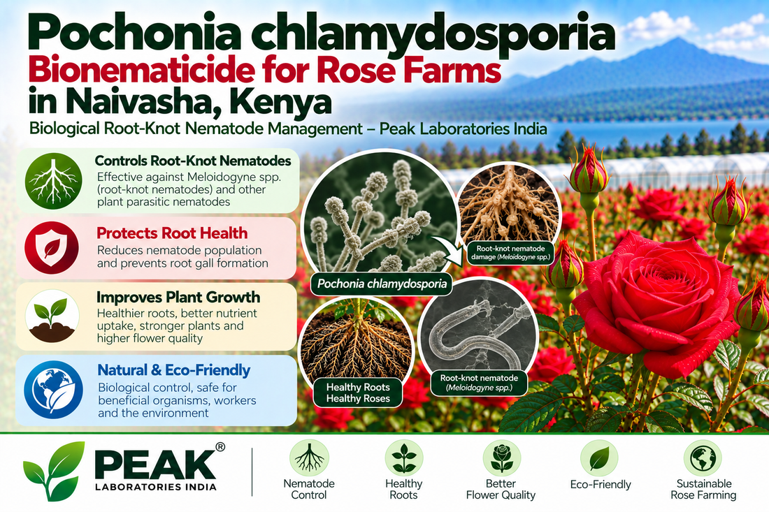 Pochonia chlamydosporia Bionematicide for Rose Farms in Naivasha, Kenya | Biological Root-Knot Nematode Management – Peak Laboratories India