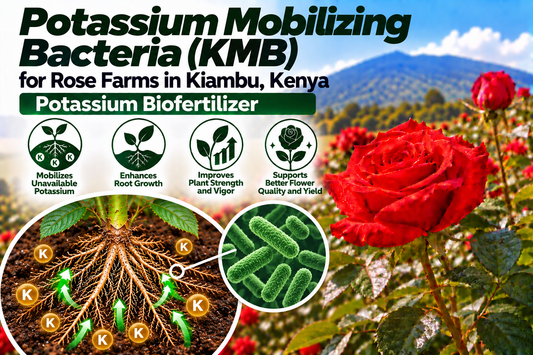 Potassium Mobilizing Bacteria (KMB) for Rose Farms in Kiambu, Kenya | Potassium Biofertilizer | Peak Laboratories India