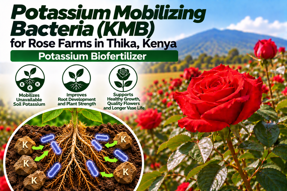 Potassium Mobilizing Bacteria (KMB) for Rose Farms in Thika, Kenya | Potassium Biofertilizer | Peak Laboratories India