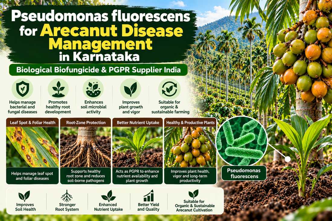 Pseudomonas fluorescens for Arecanut Disease Management in Karnataka | Biological Biofungicide & PGPR Supplier India