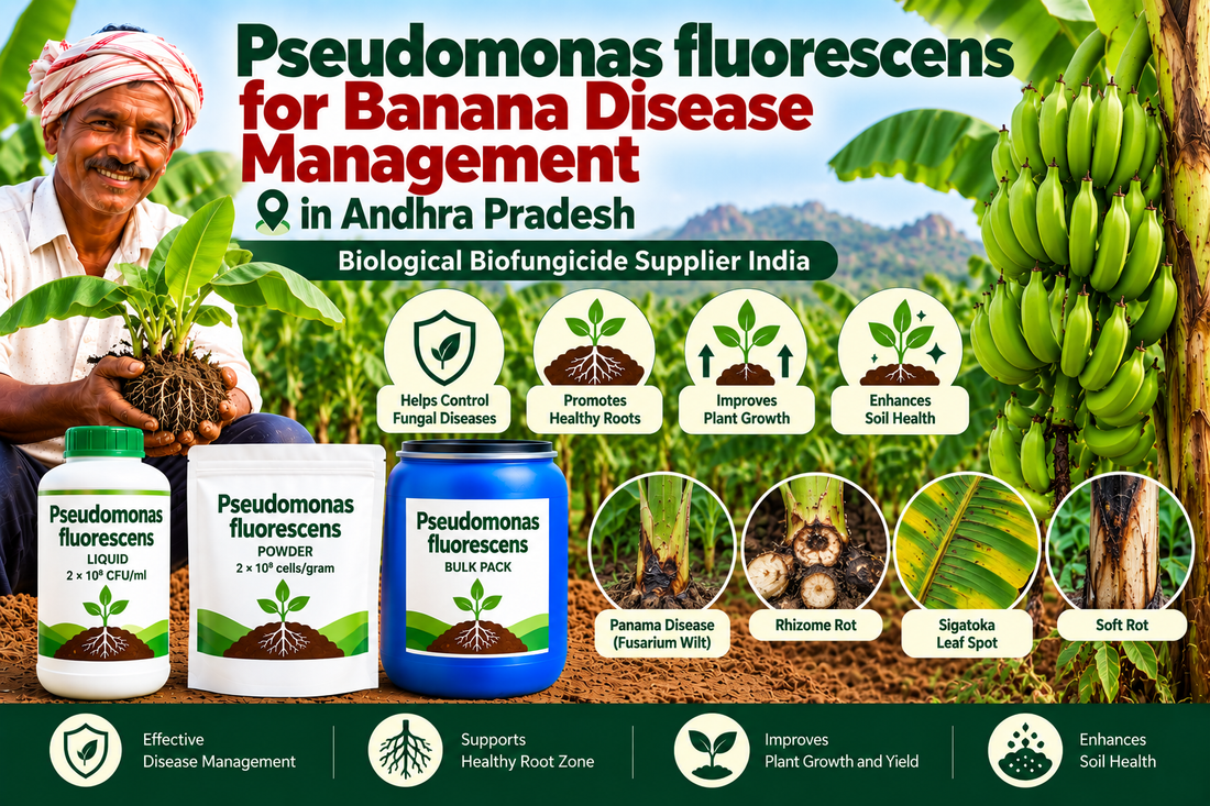Pseudomonas fluorescens for Banana Disease Management in Andhra Pradesh | Biological Biofungicide Supplier India