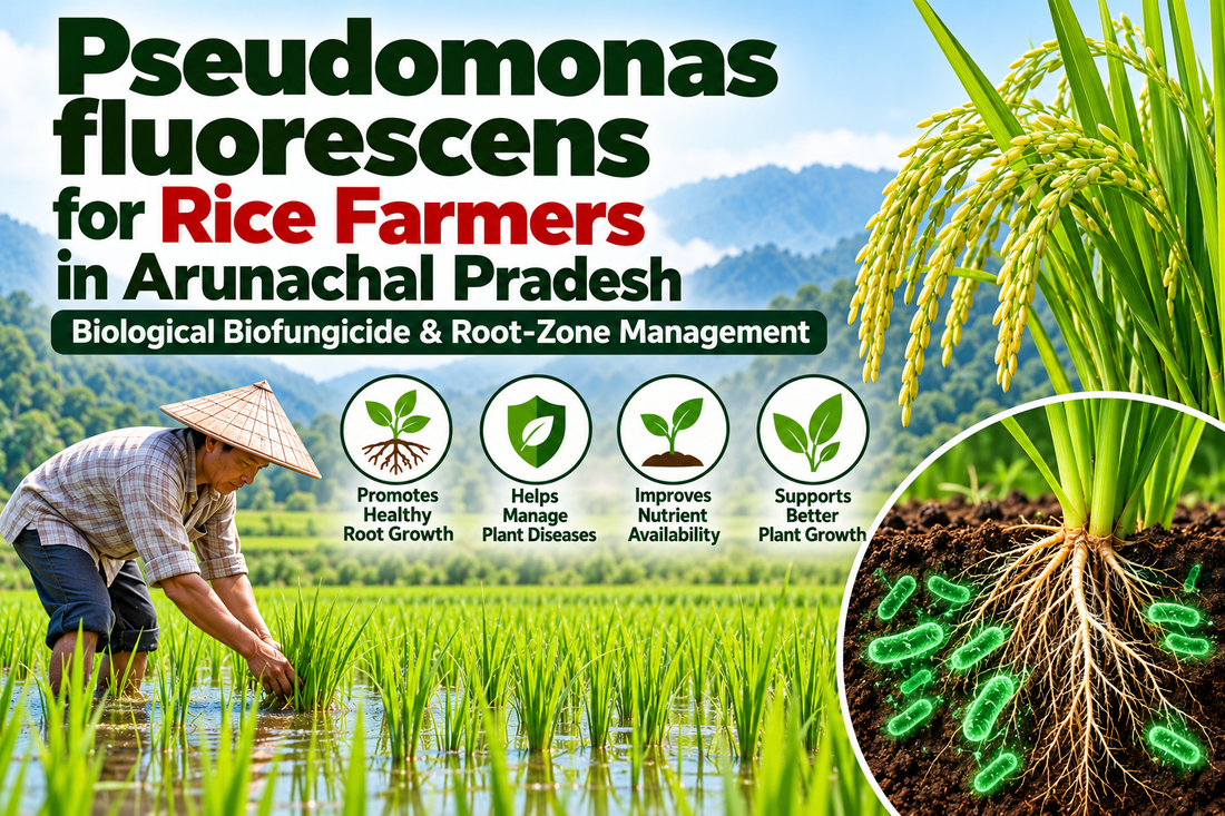 Pseudomonas fluorescens for Rice Farmers in Arunachal Pradesh | Biological Biofungicide & Root-Zone Management