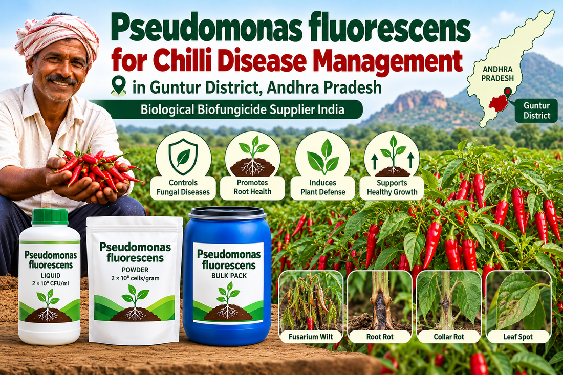 Pseudomonas fluorescens for Chilli Disease Management in Guntur | Biological Biofungicide Supplier India