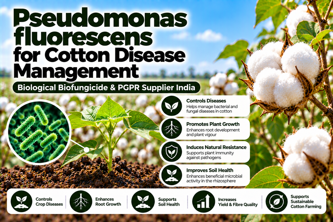 Pseudomonas fluorescens for Cotton Disease Management | Biological Biofungicide & PGPR Supplier India