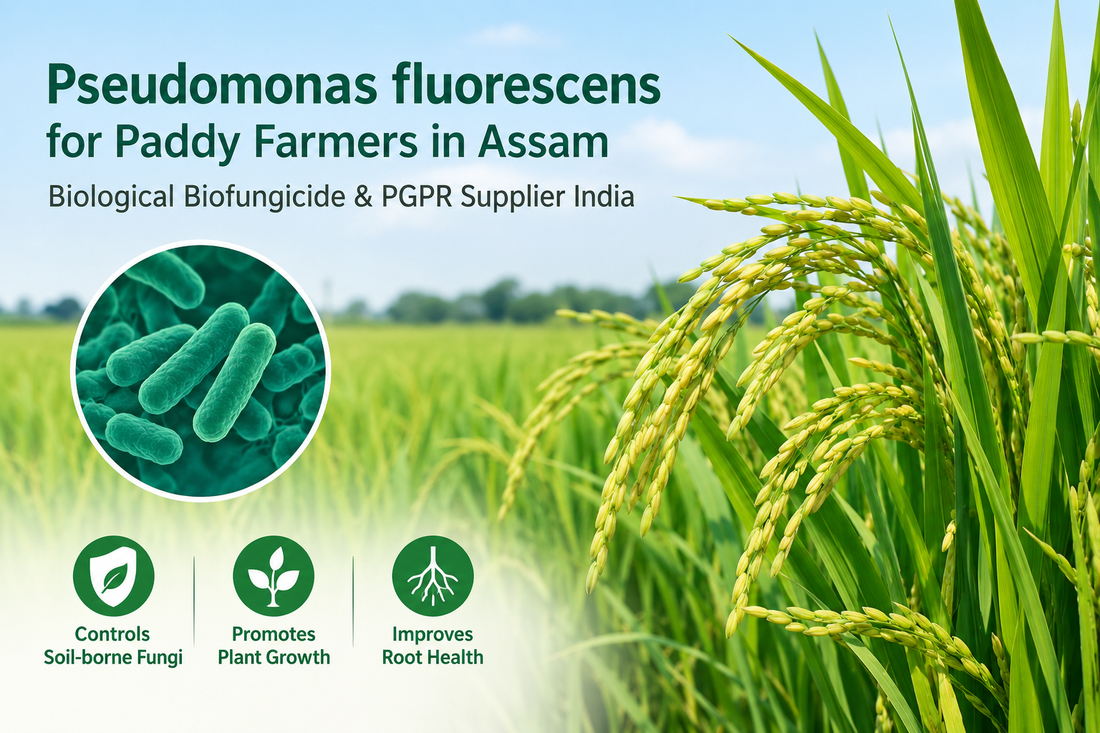 Pseudomonas fluorescens for Paddy Farmers in Assam | Biological Biofungicide & PGPR Supplier India