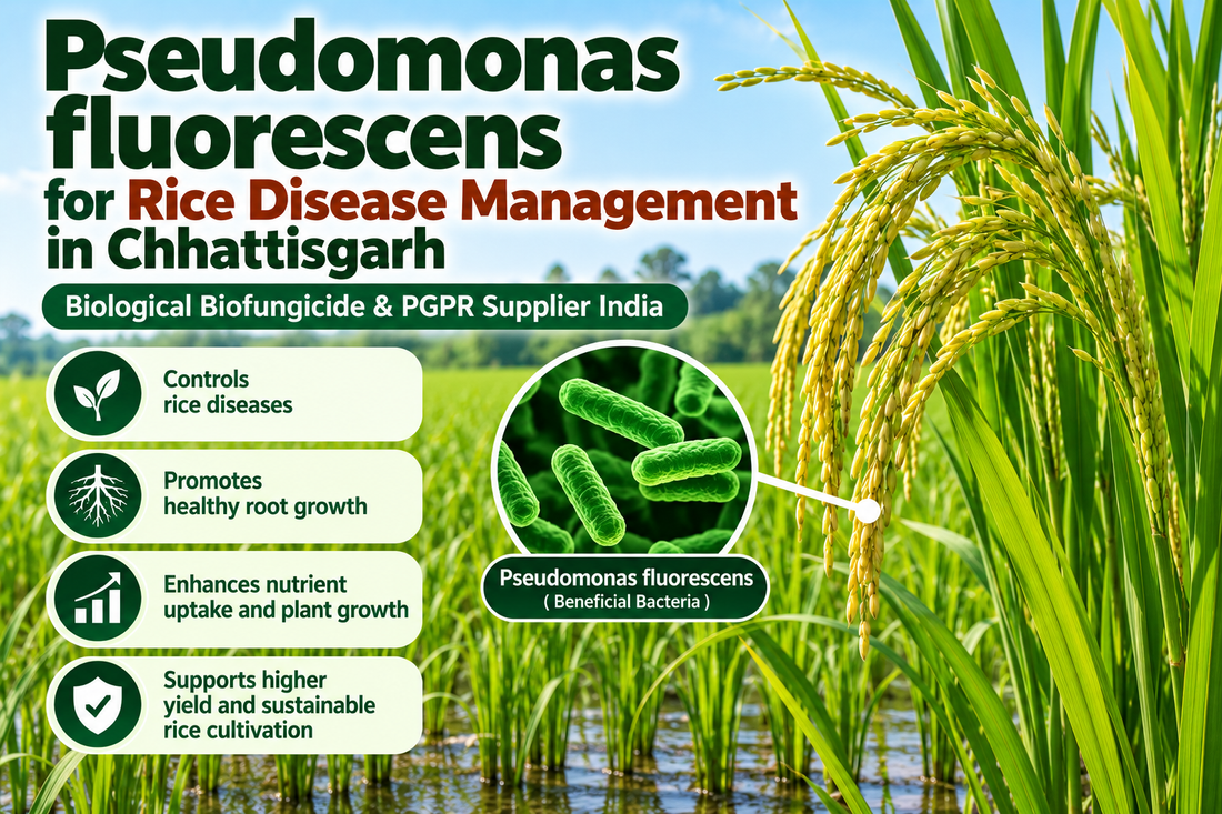 Pseudomonas fluorescens for Rice Disease Management in Chhattisgarh | Biological Biofungicide & PGPR Supplier India