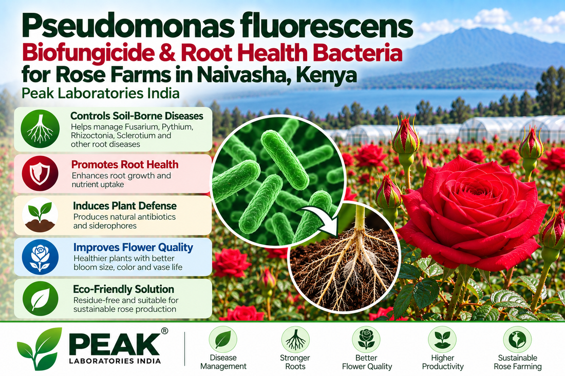 Pseudomonas fluorescens Biofungicide & Root Health Bacteria for Rose Farms in Naivasha, Kenya | Peak Laboratories India