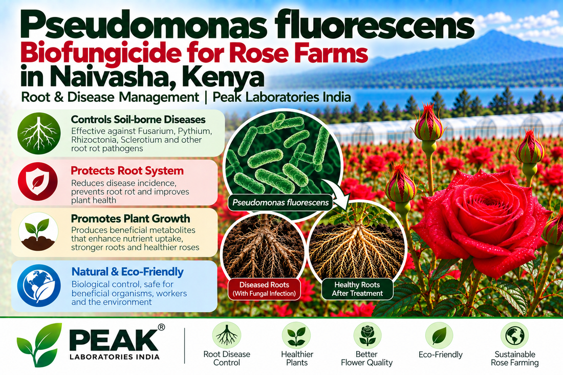 Pseudomonas fluorescens Biofungicide for Rose Farms in Naivasha, Kenya | Root & Disease Management | Peak Laboratories India