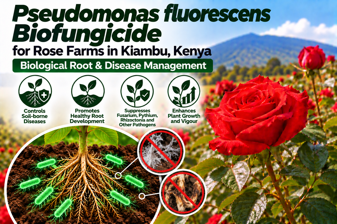 Pseudomonas fluorescens Biofungicide for Rose Farms in Kiambu, Kenya | Biological Root & Disease Management | Peak Laboratories India