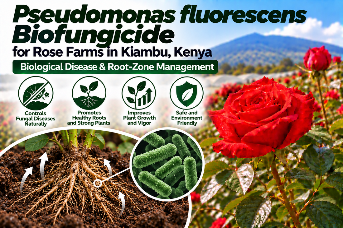 Pseudomonas fluorescens Biofungicide for Rose Farms in Kiambu, Kenya | Biological Disease & Root-Zone Management | Peak Laboratories India