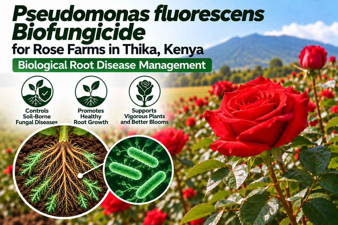 Pseudomonas fluorescens Biofungicide for Rose Farms in Thika, Kenya | Biological Root Disease Management | Peak Laboratories India