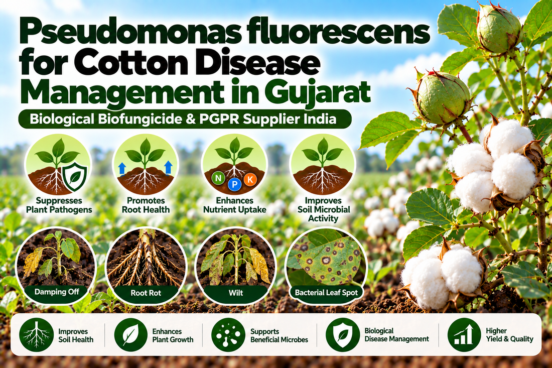 Pseudomonas fluorescens for Cotton Disease Management in Gujarat | Biological Biofungicide & PGPR Supplier India