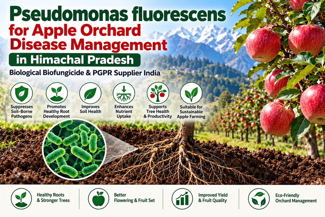 Pseudomonas fluorescens for Apple Orchard Disease Management in Himachal Pradesh | Biological Biofungicide & PGPR Supplier India