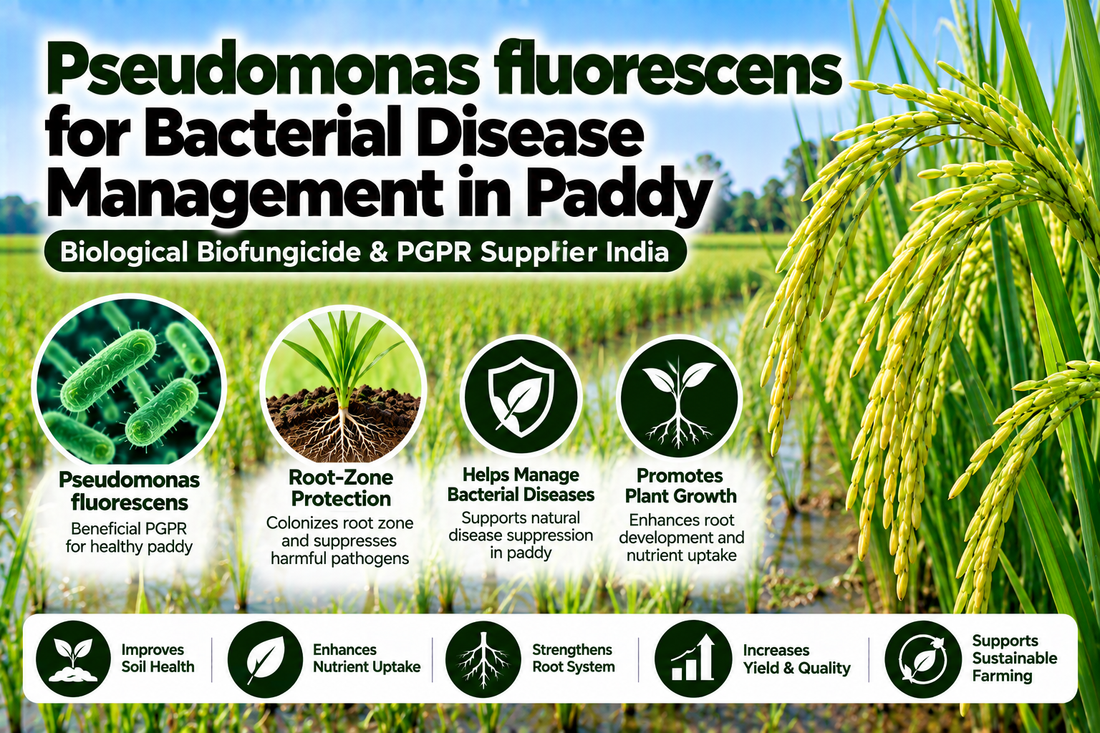 Pseudomonas fluorescens for Bacterial Disease Management in Paddy | Biological Biofungicide & PGPR Supplier India