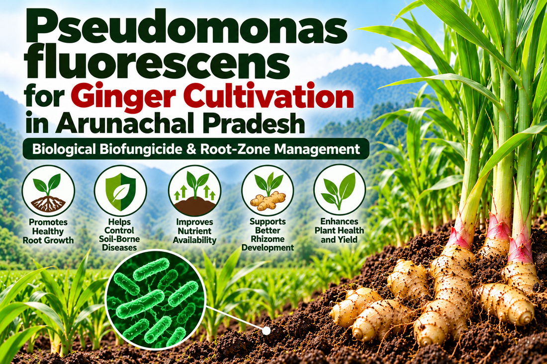 Pseudomonas fluorescens for Ginger Cultivation in Arunachal Pradesh | Biological Biofungicide & Root-Zone Management