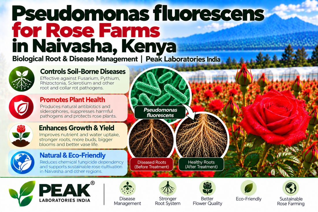 Pseudomonas fluorescens for Rose Farms in Naivasha, Kenya | Biological Root & Disease Management | Peak Laboratories India