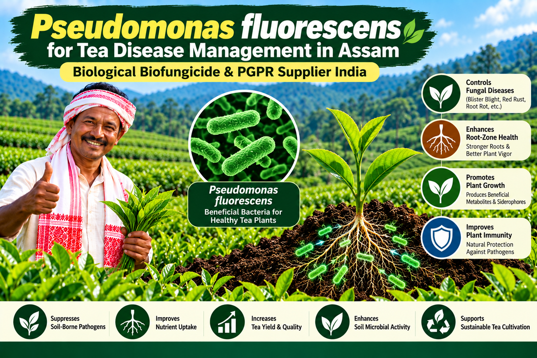 Pseudomonas fluorescens for Tea Disease Management in Assam | Biological Biofungicide & PGPR Supplier India